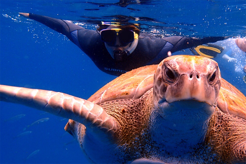 turtles snorkelling