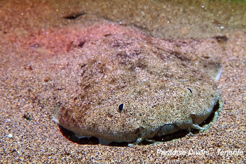 Read more about the article Angel Sharks
