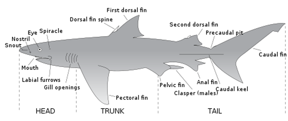 Diagram of shark