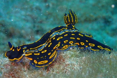 Read more about the article Actually, what are Nudibranchs?