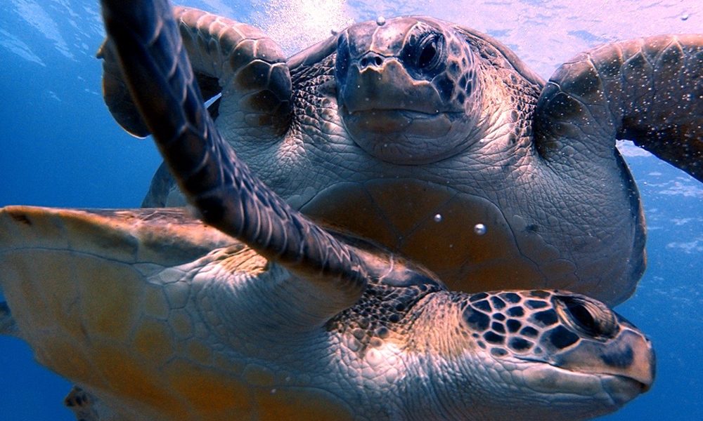 Sea Turtle awareness Tenerife