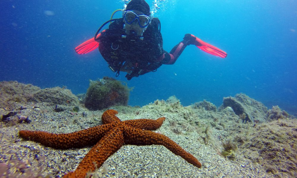 Scuba Divers Paradise Divers Tenerife