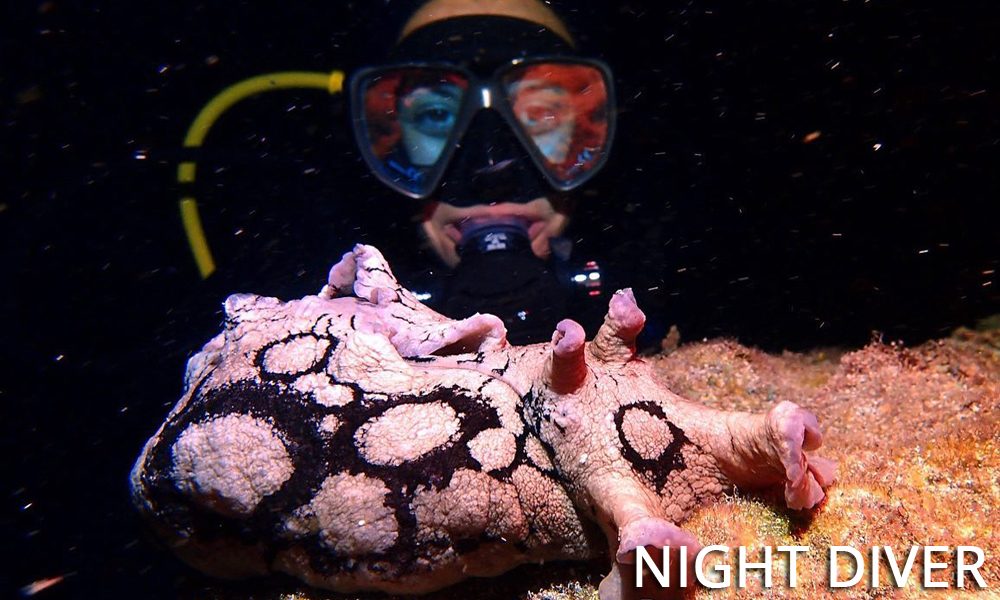Underwater naturalist night diver